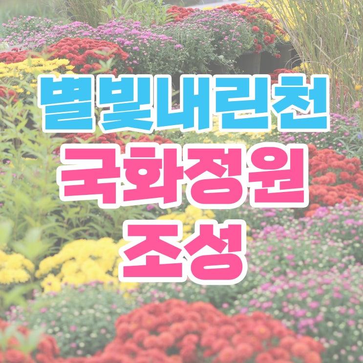 <b>별빛내린천</b>에 <b>국화정원</b>이 <b>조성</b>되었어요!