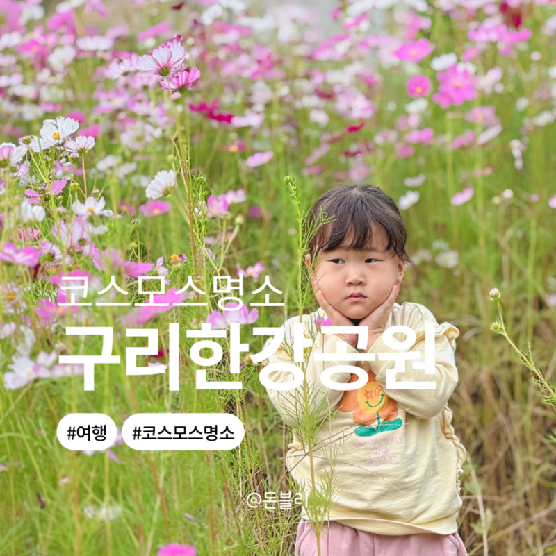 코스모스 명소 축제 구리 한강공원 여전히 예쁜