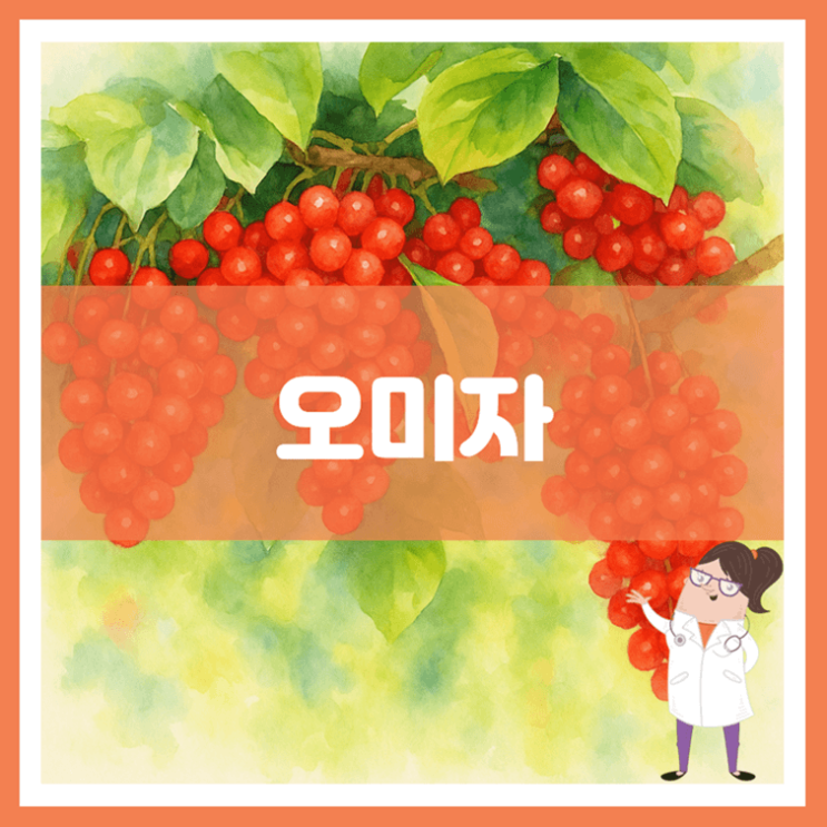  오미자 효능 부작용 먹는 방법