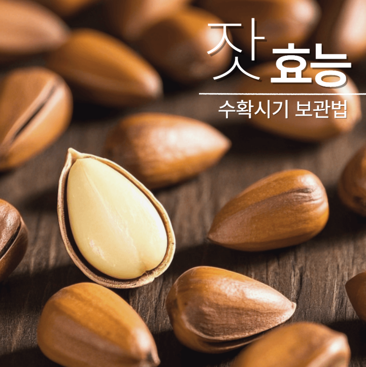  잣효능 수확시기 보관법 잣죽