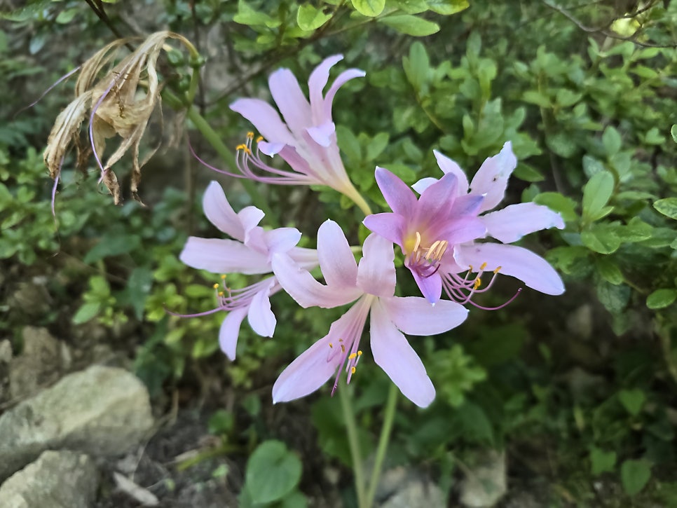 갈선산 사진 3