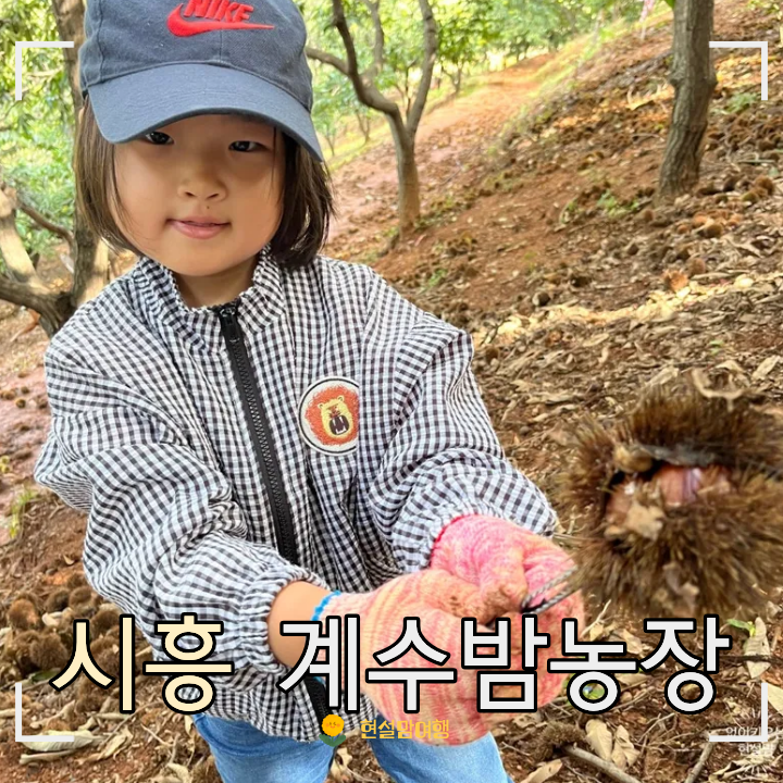 서울 근교 밤줍기 체험 추천 시흥 계수밤농장