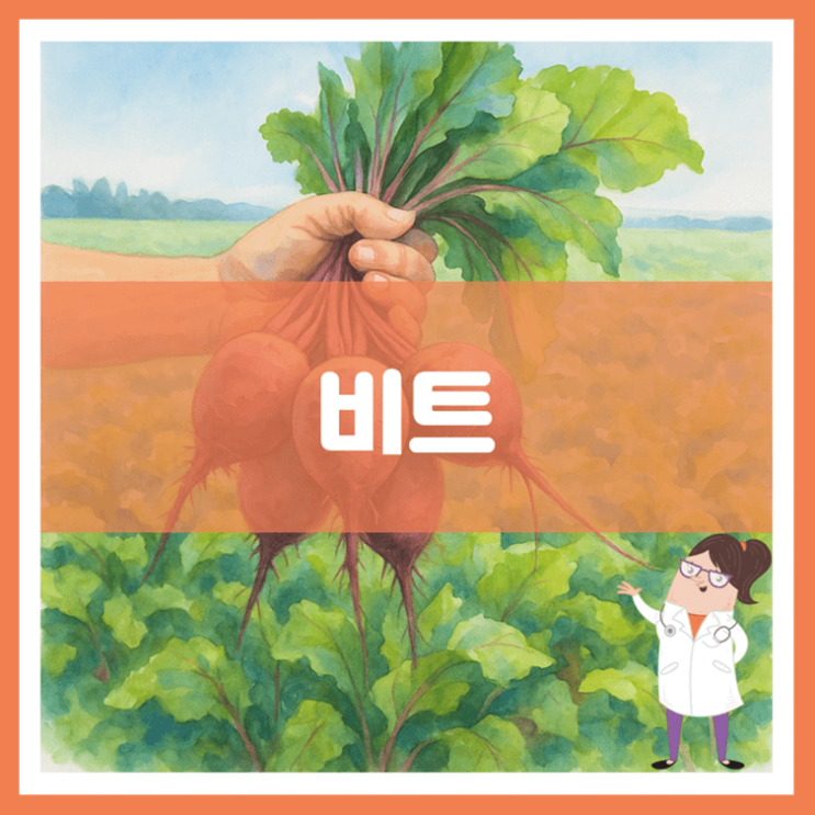  비트 효능 부작용 고르는 방법