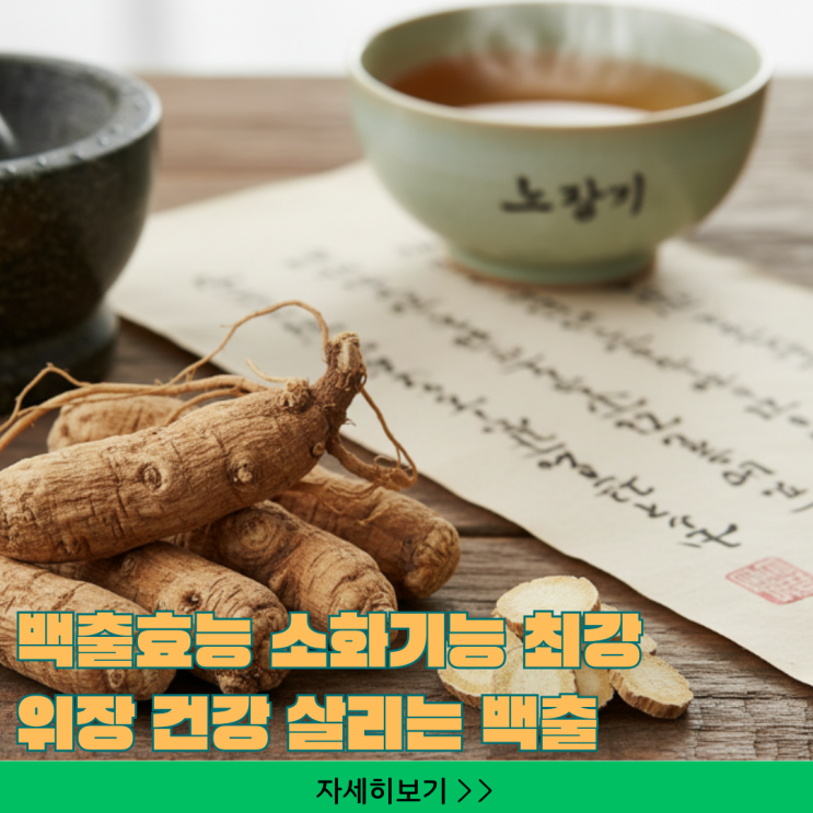  백출효능 소화기능 최강! 위장 건강 살리는 50대 이상 올바른 백출 복용법