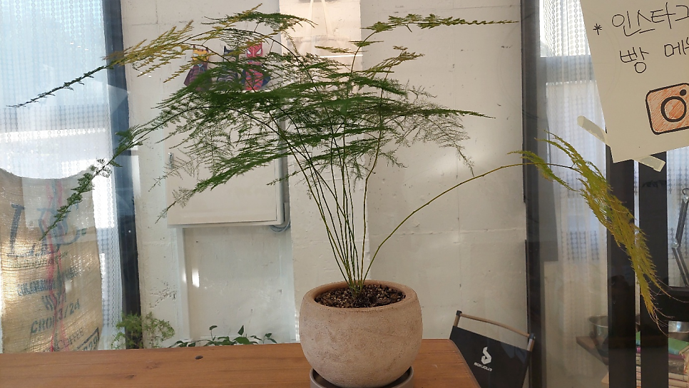 밀꽃 사진 5