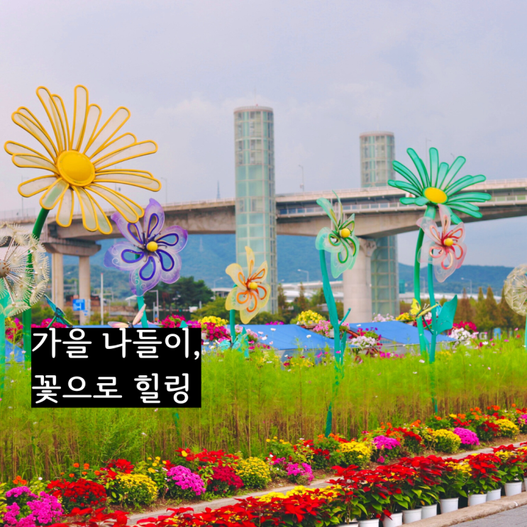  인천 가볼만한곳 계양 아라뱃길 아라온 가을 꽃 국화축제