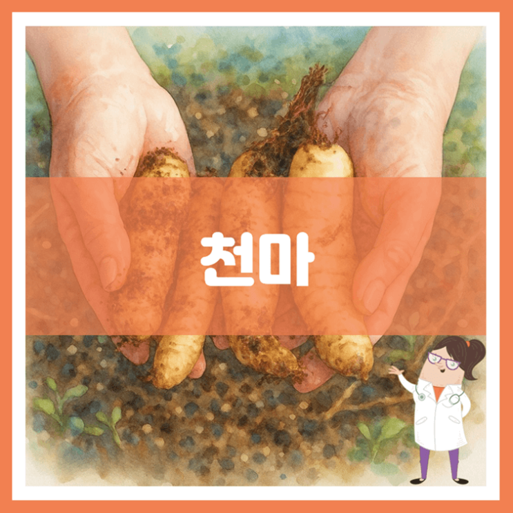  천마 효능 섭취방법 부작용