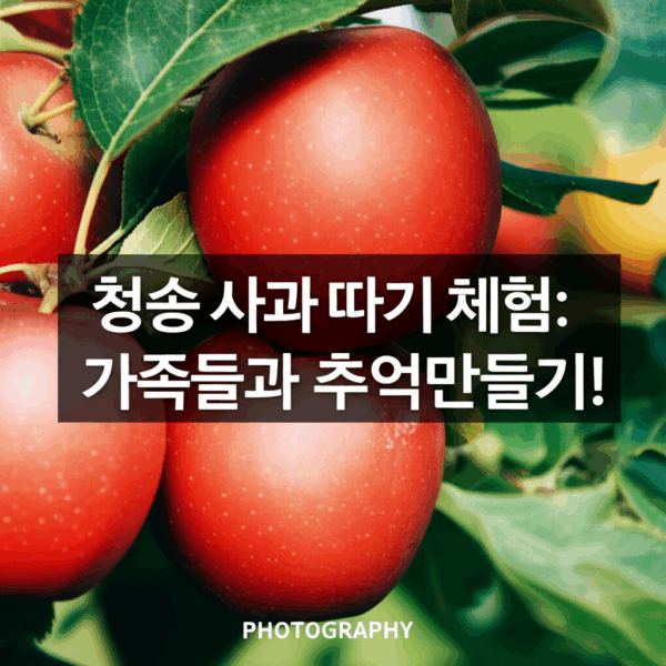 청송 사과 따기 체험: 가을 과수원에서 가족들과 추억만들기!