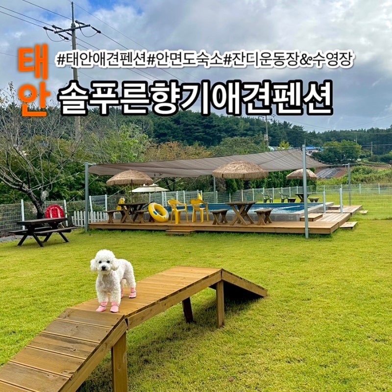솔푸른향기애견펜션