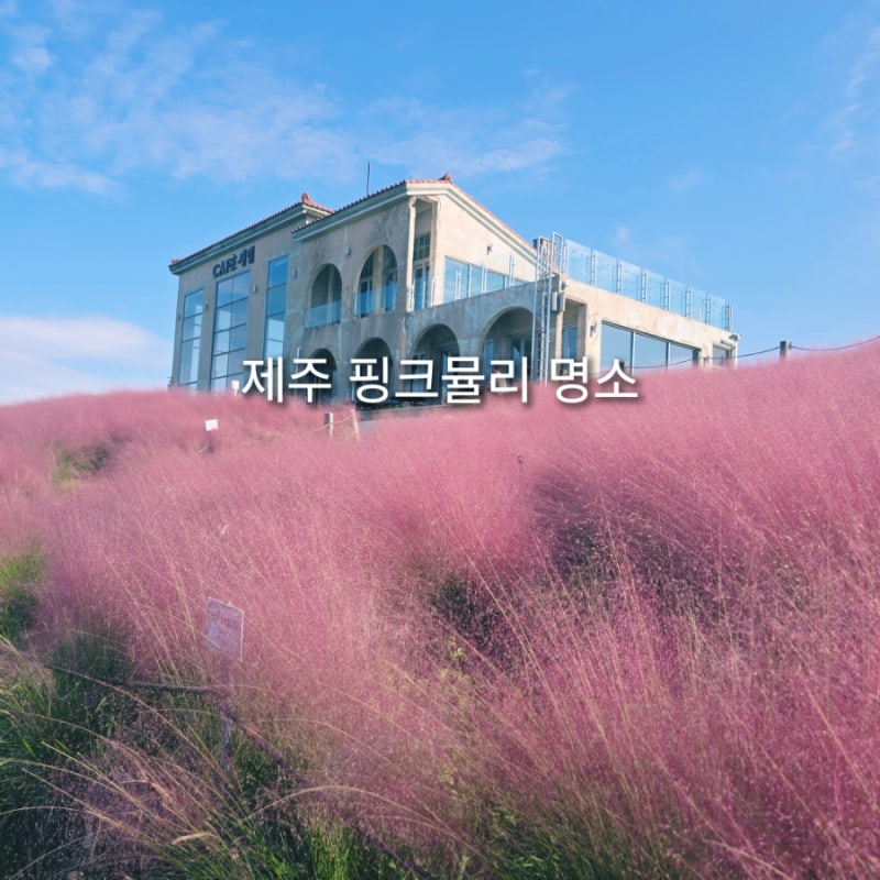 제주시 카페 핑크뮬리 애월 대형 디저트 카페 가볼만한곳 새빌