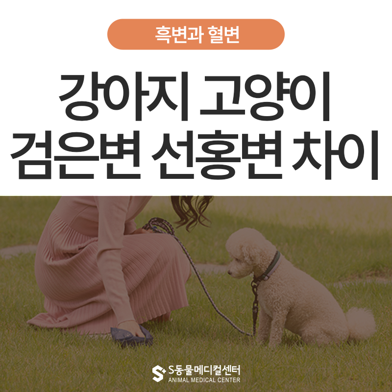 반려동물 검은 변 vs 선홍색 변 차이: 멜레나·혈변 응급 체크리스트 - 울산 동물병원 에스동....