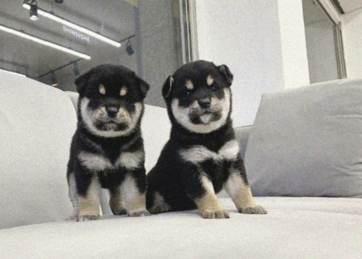  강아지 겨울철 산책 주의사항 & 따뜻하게 즐기는 꿀팁