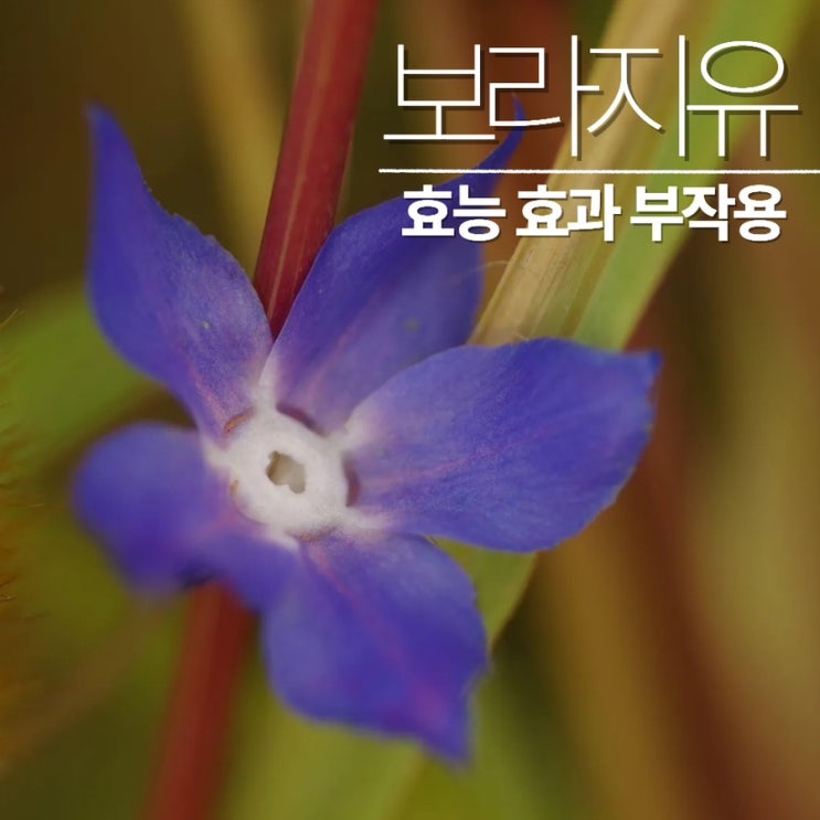  보라지유 효능 부작용 감마리놀렌산