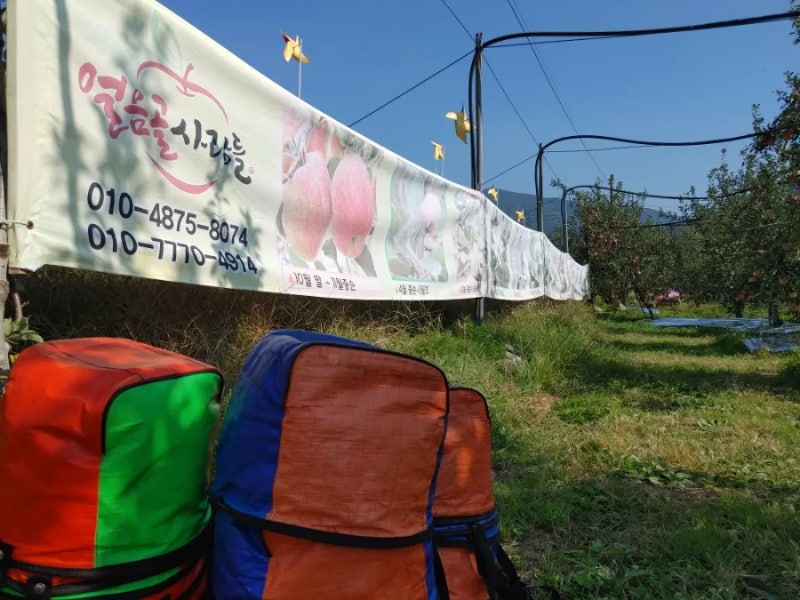 2025년 경남밀양얼음골사과따기체험 안내글입니다.