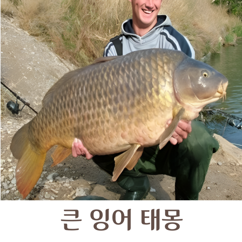 큰 잉어 태몽 비단 황금 빨간색이라면