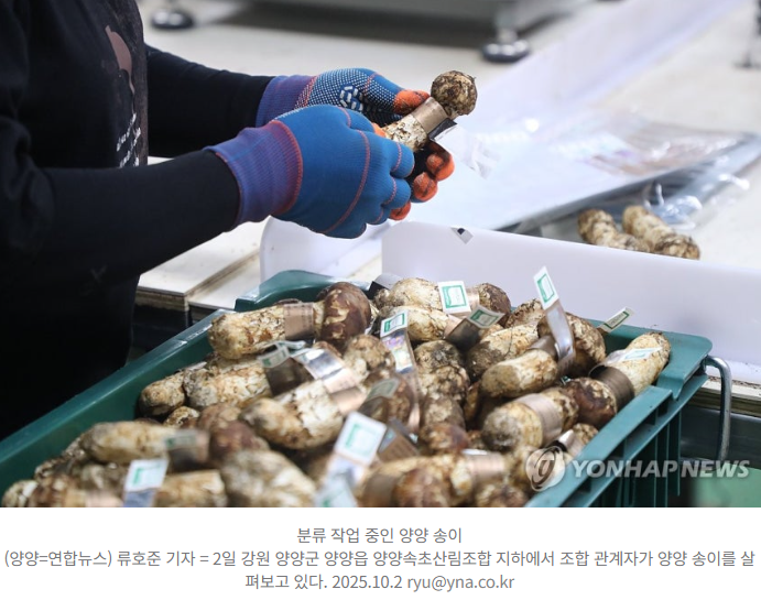 추석 앞두고 ‘양양 송이’ 1kg에 161만 원  역대 최고가 경신