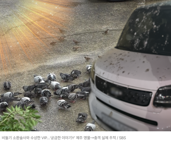  비둘기 소환술사 vs 수상한 VIP… ‘궁금한 이야기Y’가 건드린 두 얼굴 ️