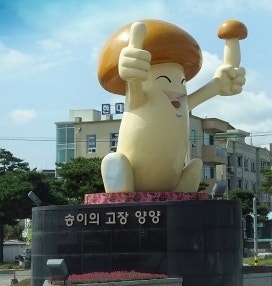 양양송이 가격 최고가 경신