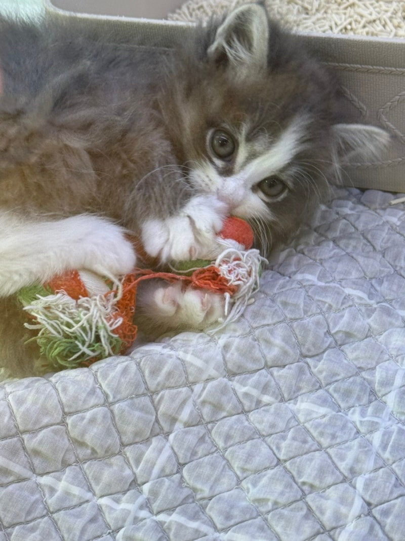 일상기록 젠틀몬스터 반타 가능동 갈비맛집 : 네이버 블로그