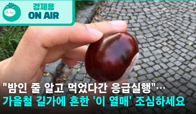  "밤인 줄 알고 먹었다간 큰일" ️ 가을철 조심해야 할 "이것" 열매!
