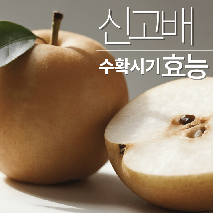  신고배 수확시기 보관법 나주배 차이?