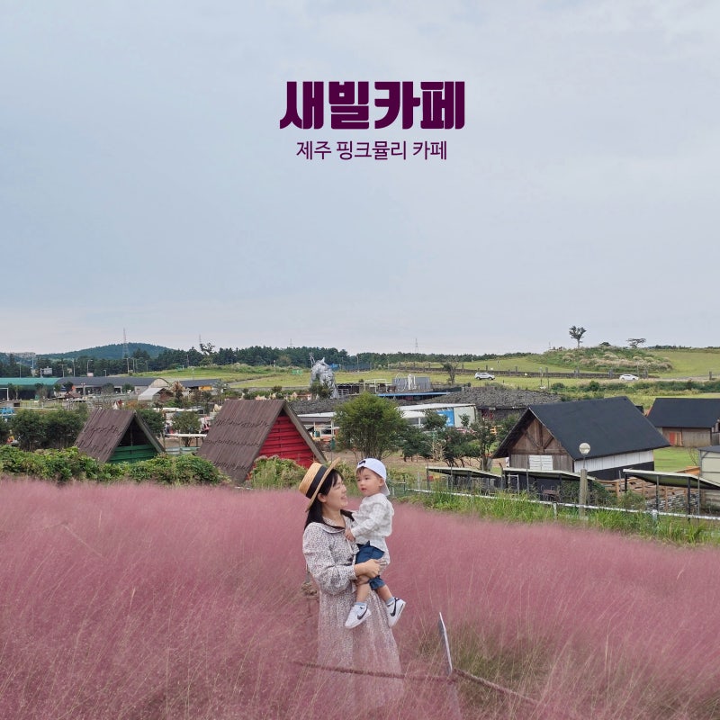 제주시 카페 핑크뮬리 애월 핫플 10월 데이트 새빌카페