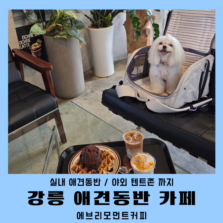  강릉 초당동카페 실내 애견동반 카페 에브리모먼트커피
