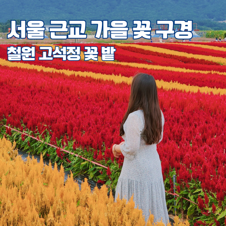  고석정 꽃밭 가을 축제 10월 꽃 구경 가볼만한 곳 추천 강원도 철원 여행지