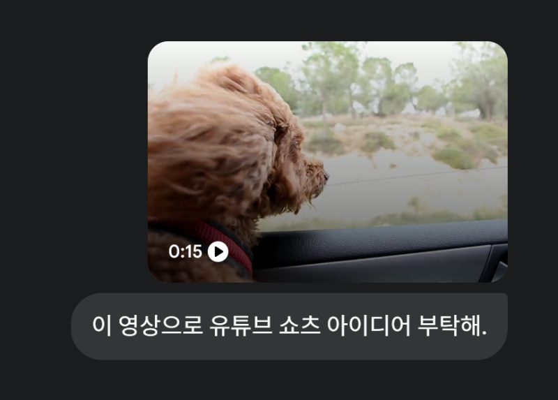 20251005 (일) - (링크 O) 드라이브 즐기는 강아지
