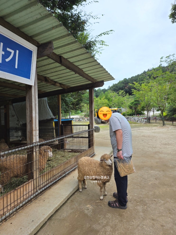  서울근교 양떼목장 _ 양평양떼목장(귀요미 알파카도 있음)