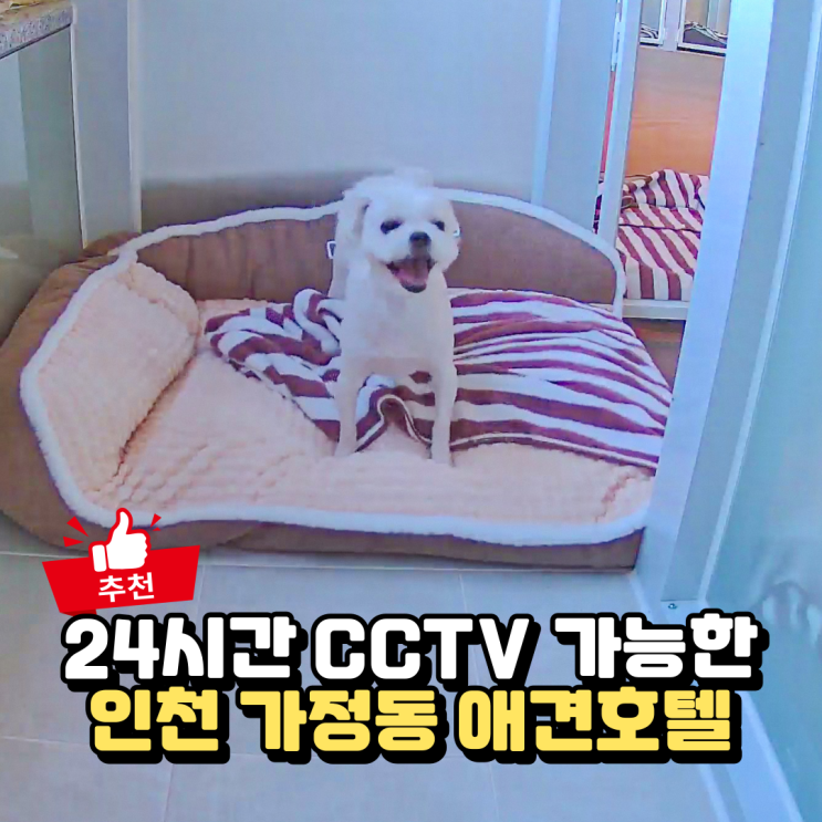  인천 가정동 애견호텔, 24시간 CCTV 가능한 씨씨캠독