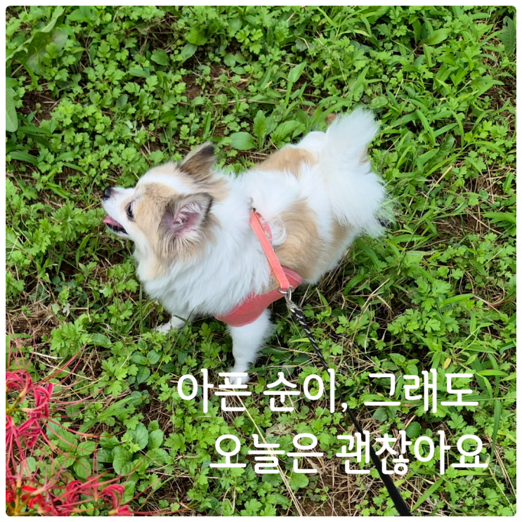  오늘도 순이와 함께, 조금만 더 힘내자