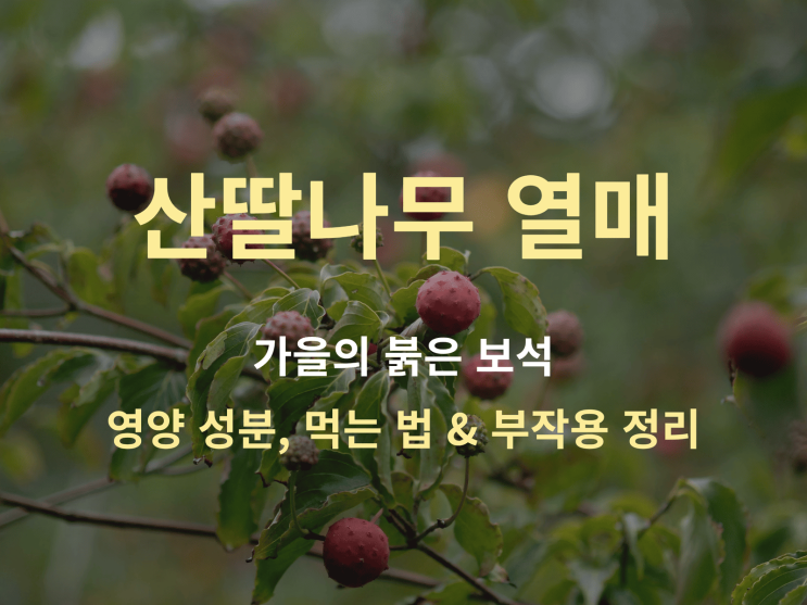  산딸나무 열매 가을의 붉은 보석: 영양 성분, 먹는 법 & 부작용 정리