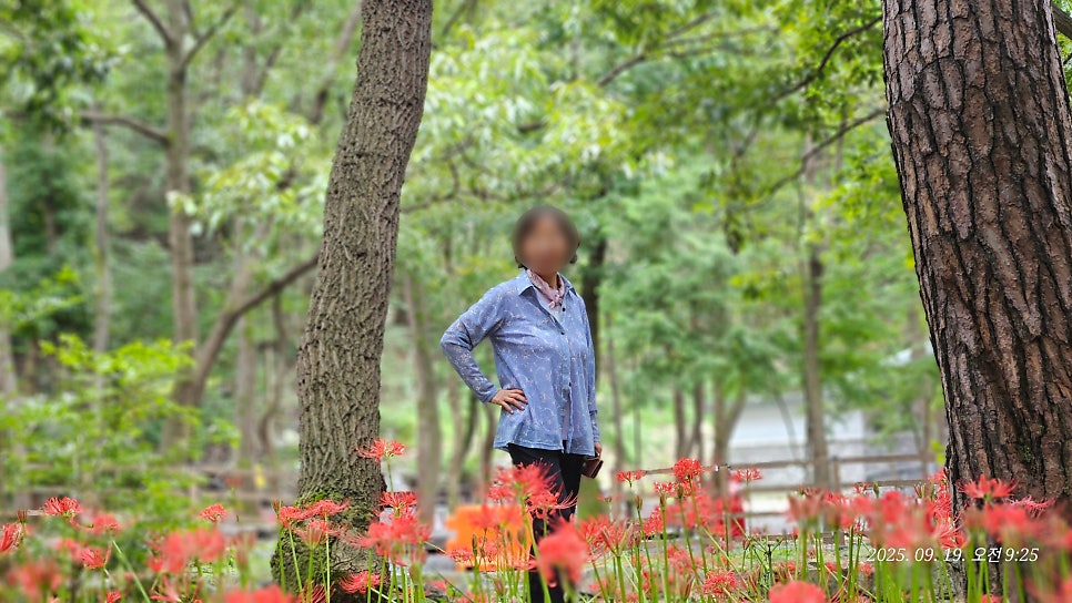성주별난버섯 사진 5