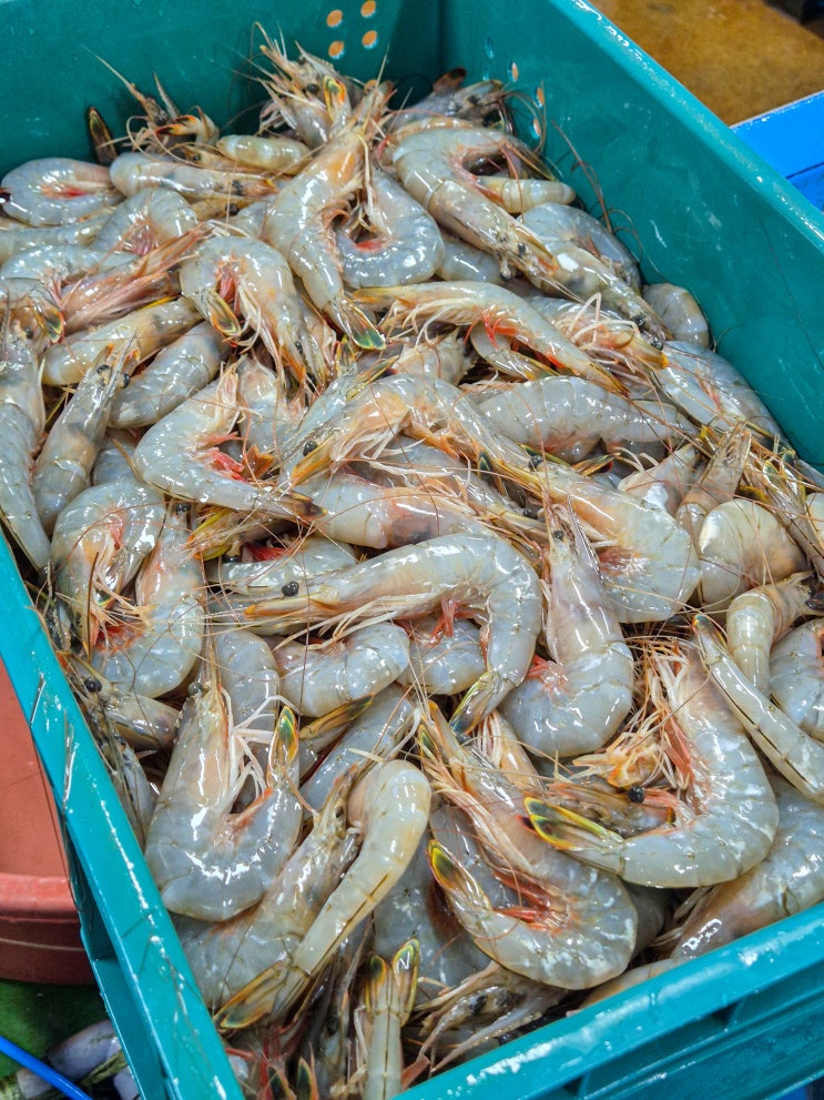  안면도 자연산대하 구매하기 좋은 회센터 방포수산 포장