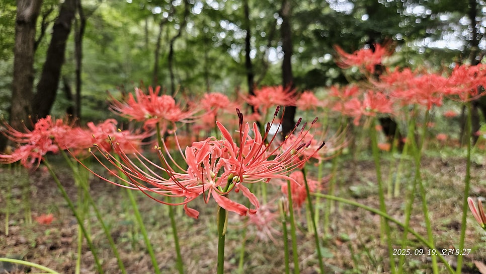 성주별난버섯 사진 3