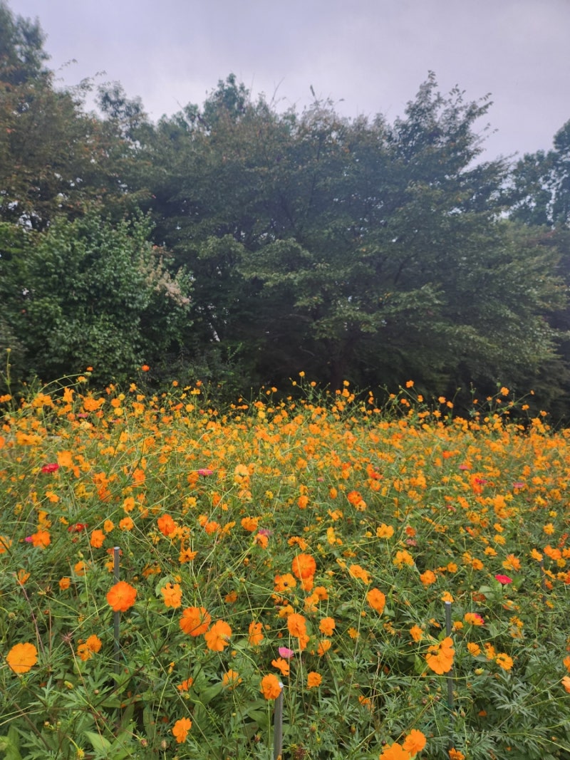 서울 올림픽공원 들꽃마루 댑싸리 황화코스모스 장미광장 10월 나들이 서울 가볼만한곳 주차