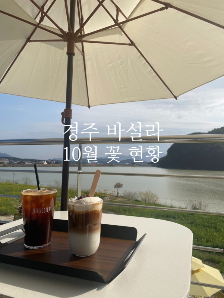 경주 바실라 가을 10월 현재 해바라기 꽃 현황 주차장 솔직 후기