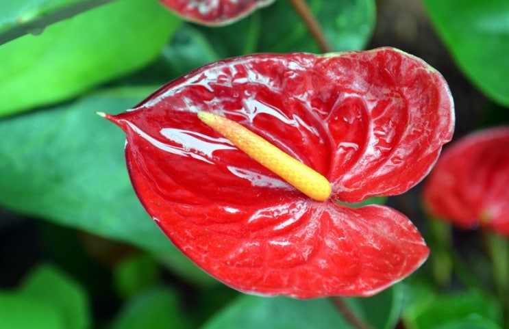  안시리움 꽃말 알아보기