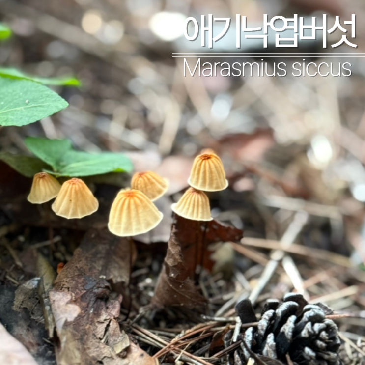  애기낙엽버섯 독성? 식용?