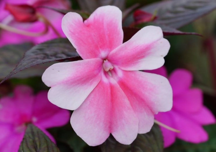  임파첸스 꽃말 살펴보기