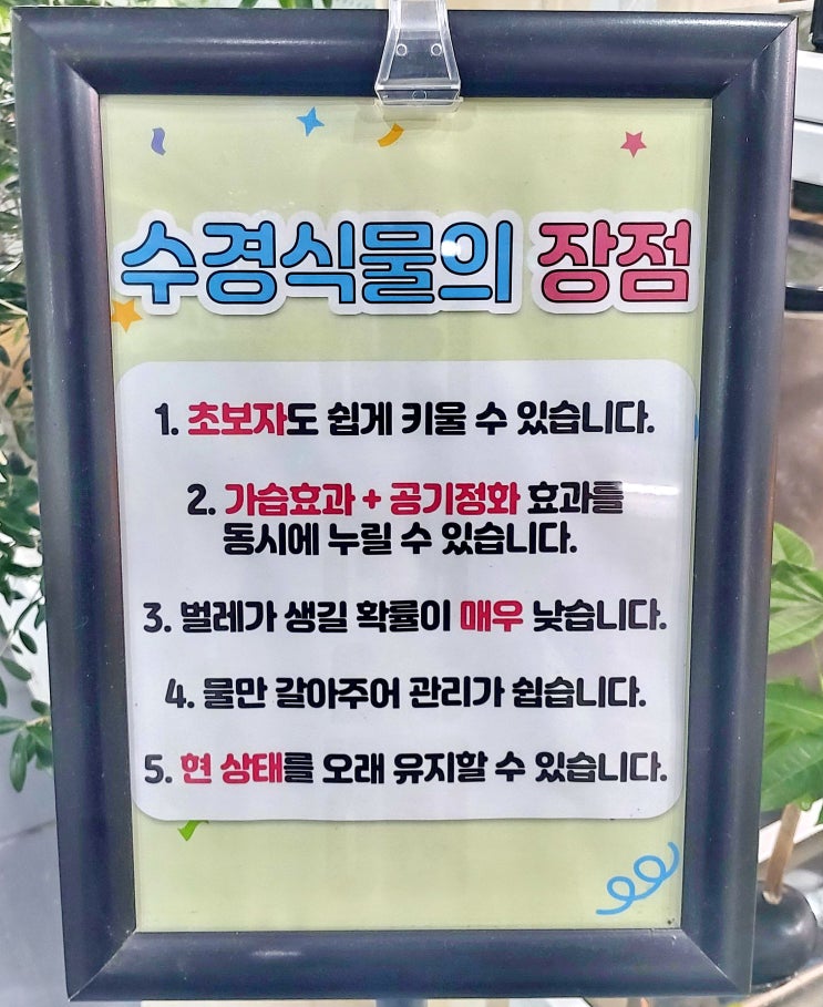  수경 재배 실패 없이 성공하는 법, 흙 식물을 수경재배로 전환하는 가이드 까지 알려드려요[일산 꽃집, 주엽 꽃집, 킨텍스 꽃집, 주엽 플라워]