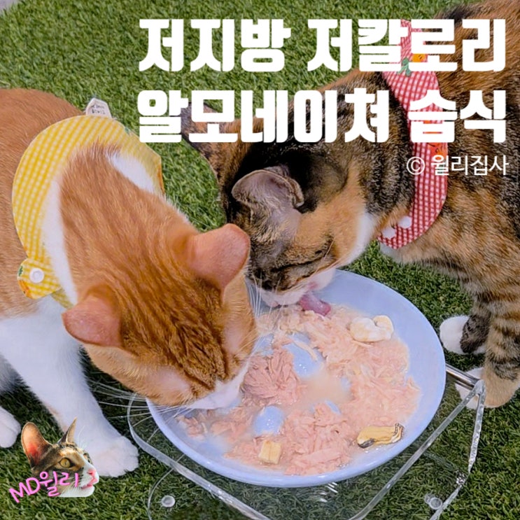  저칼로리 설계 저지방 고양이 습식 파우치 추천 알모네이쳐 HFC 스테릴라이즈드 캣