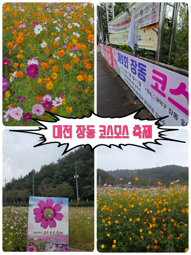 대전 10월 가을 꽃구경 장동 코스모스 장동만남공원 추석 연휴 축제 중