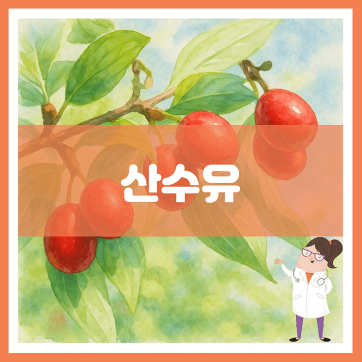  산수유 효능 부작용 고르는 방법