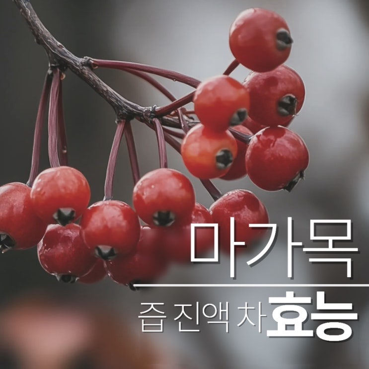  마가목열매효능 즙 진액 먹는법
