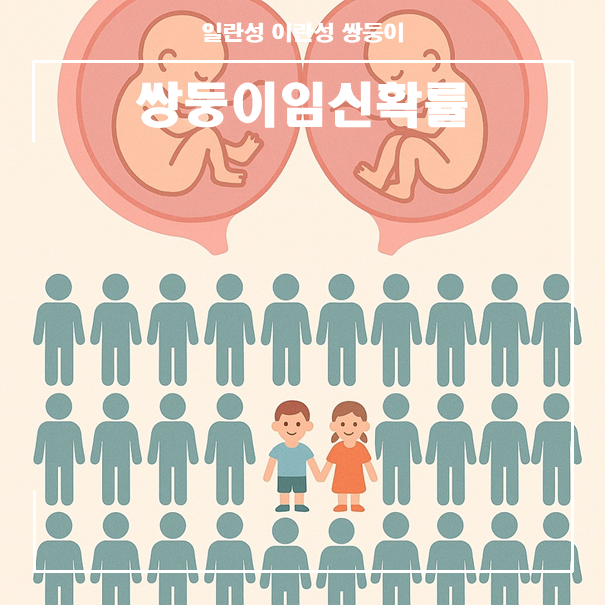 일란성 이란성 쌍둥이 뜻 확률