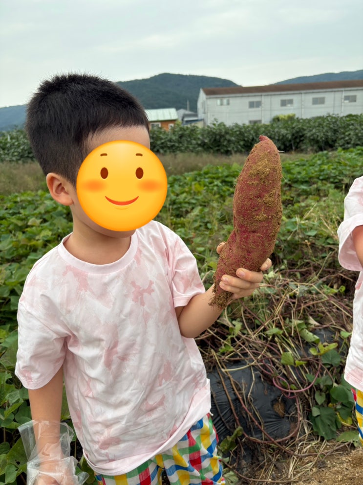  사시사철 수확 체험 김해 클라우드베리에서 영어 원어민과 피자 쿠키 만들기와 고구마 캐기