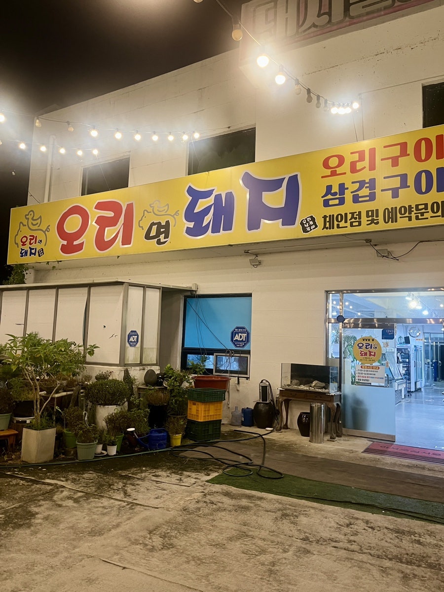 오리면돼지 사진 1