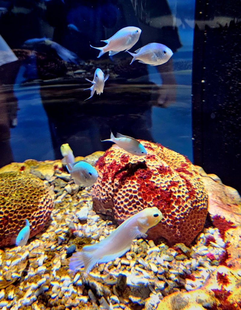 램프리 PNG 일러스트 | 이미지 및 PSD 파일 | Pngtree에 무료 다운로드, image size:800x1026